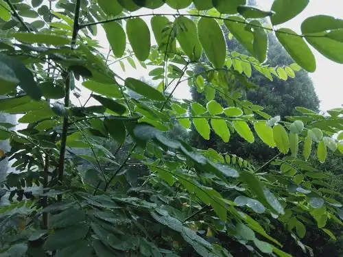 槐树叶儿上写满了童年的快乐:各种占卜