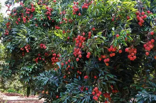 端午节怎么过?到增江街四丰村摘荔枝吧!