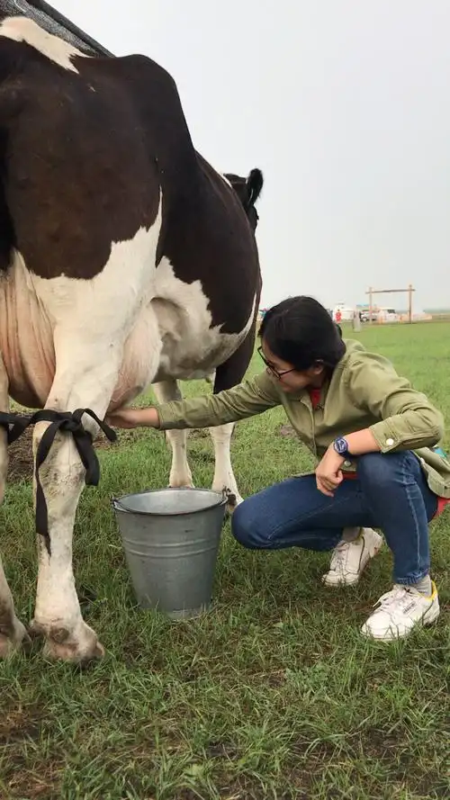 起床 挤牛奶了!