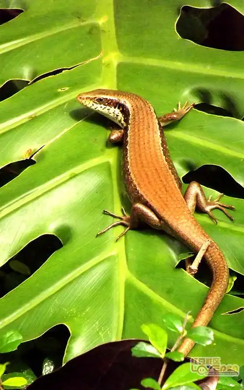 首开拍摄记录一只四脚蛇