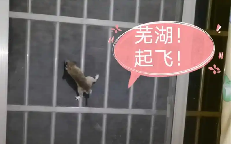 老鼠芜湖起飞