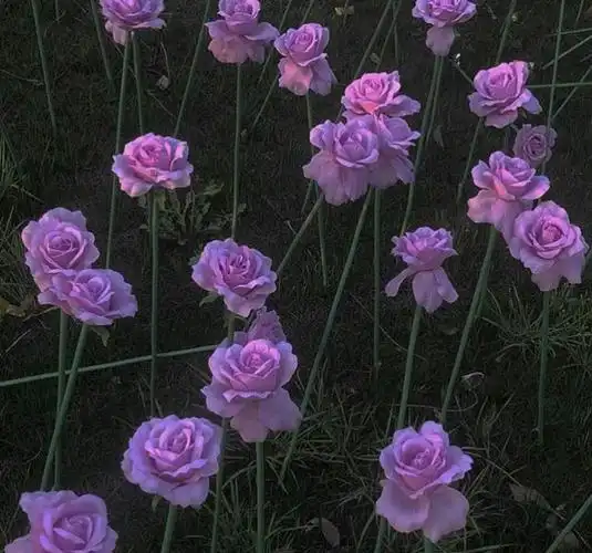 丧系句子‖失望就像一枚枚硬币,总有一天能攒够离开的车票