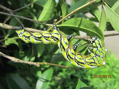 发一张桂花树上的食叶害虫图片,请教各位大侠叫啥名!