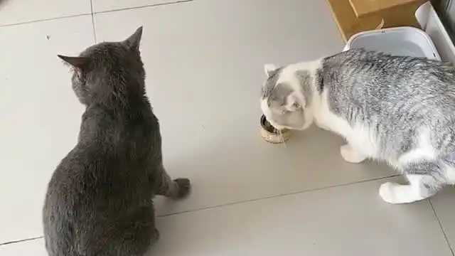 面对灰猫的凶猛气势,蓝猫终于怂了,猫主子也有吃瘪的一天!