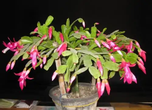 仙人指花卉怎么养?只要掌握3点,想把它养死很难!