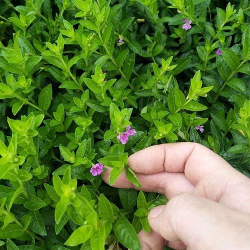 满天星 耐热植物大叶满天星盆栽 大盆包邮 室内阳台绿植盆栽花卉