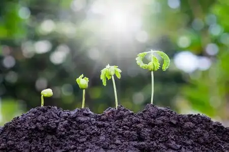 植物生长在土壤与阳光和绿色散景背景.农业. 种植植物.成长理念照片