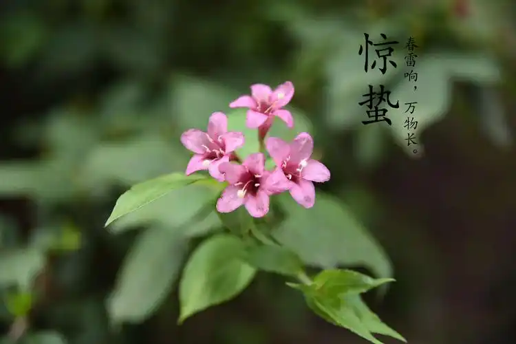 【 新北实验小学微课堂 】 中国二十四节气——惊蛰