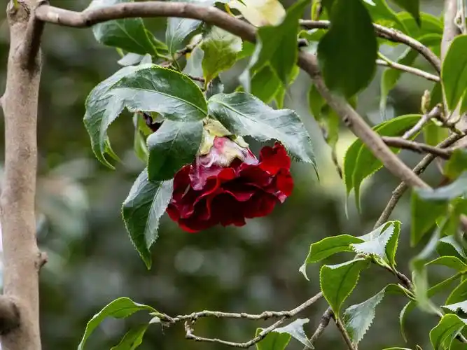 极黑红色的"黑魔法"山茶花