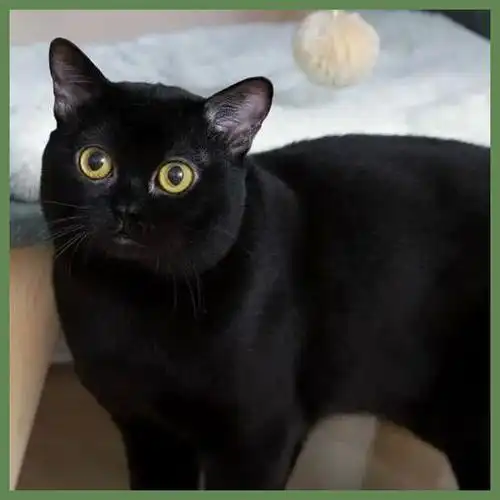 孟买猫值不值钱