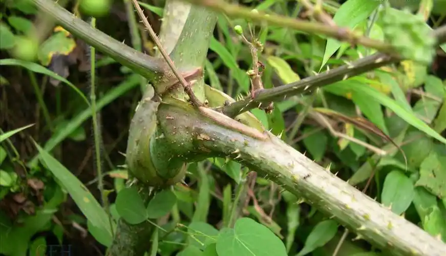 p>安徽楤木(学名:aralia subcapitata hoo), a href="#" data-lemma