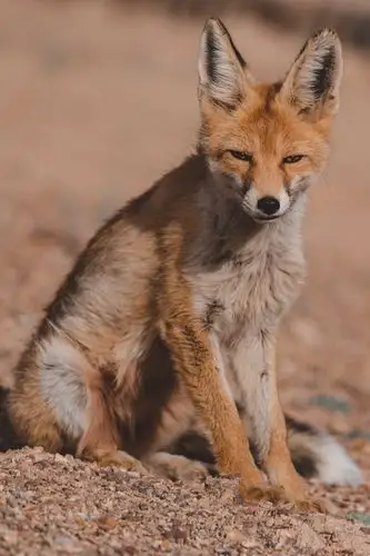 西藏阿里地区偶遇狐狸02