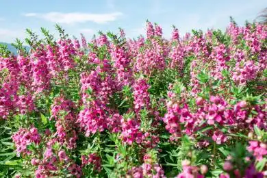 晴天阳光下粉紫色的香彩雀花丛