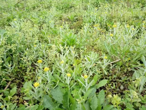 做清明果,品春天美食