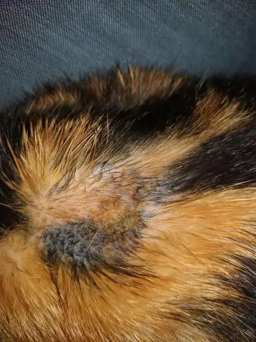 猫咪得了脓皮症