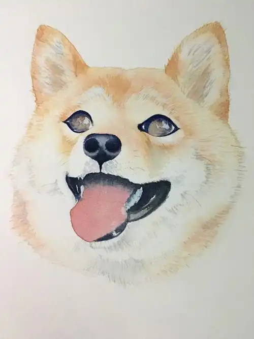水彩-柴犬,附步骤