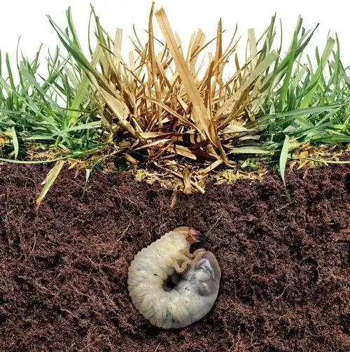 它叫蛴螬老农教你6招迫使地下害虫远离农田