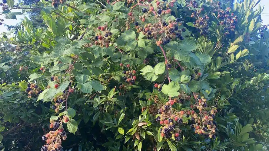 家门口的野生黑莓