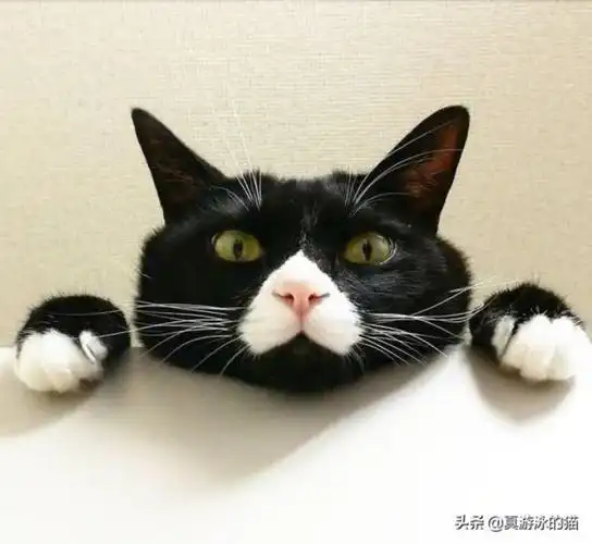 作者把角色性格塑造得很好,主角楚暮不圣母不小白,配角智商在线,世界