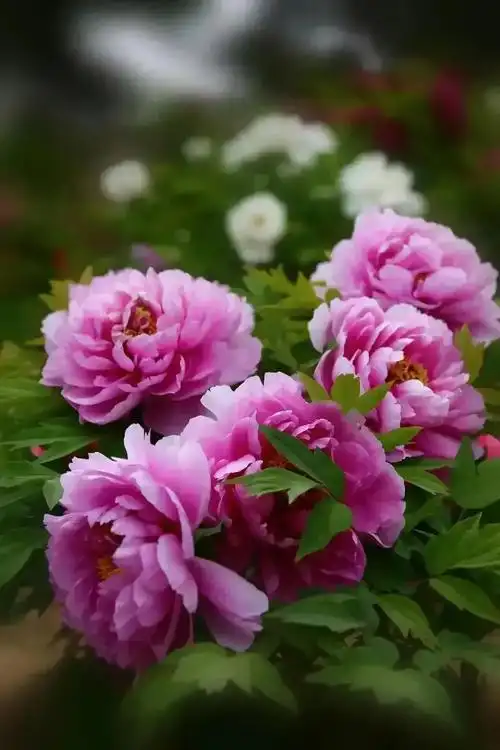 洛阳牡丹花儿开了,精选最美25幅「牡丹花儿」五颜六色的太美了