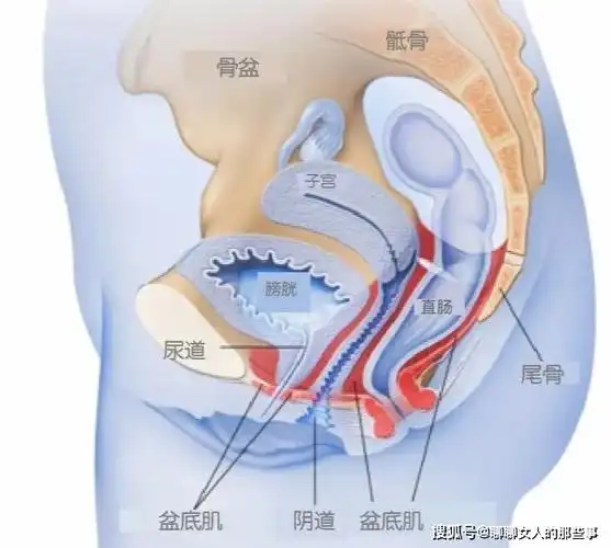 请不要随便对女性说"笑尿了",因为._治疗_尿道_控制