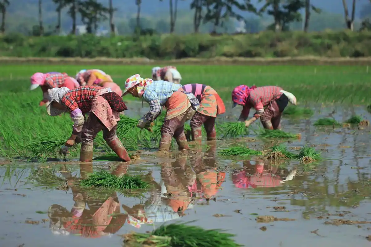 一场阵雨,蒜农赚钱变"亏损"!种地不赚钱,农民为何还要种?