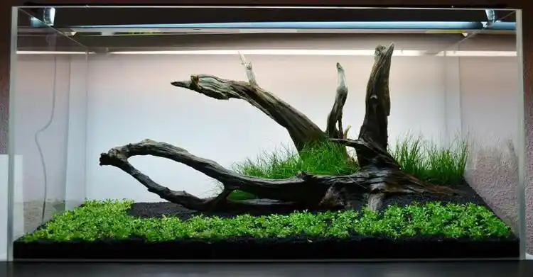 水草缸造景沉木水草泥化妆砂青龙石90cm尺寸设计63