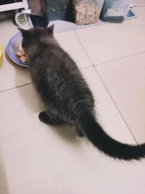 长尾巴的灰耗子#猫猫日常  #小猫成长记  到家第20天,记录一下,毕竟他