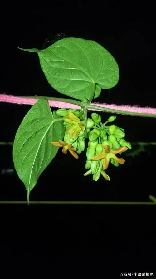 摄影:夜兰花香满园