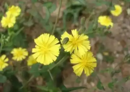 基源:菊科植物还阳参的全草入药.别名:驴打滚草,还阳草,黄花还阳参.