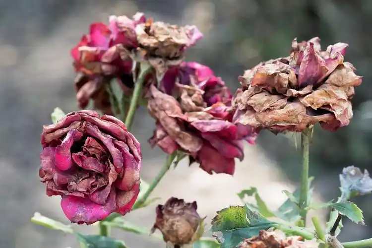 凋谢,玫瑰,花,红玫瑰,模糊背景_高清图片_全景视觉