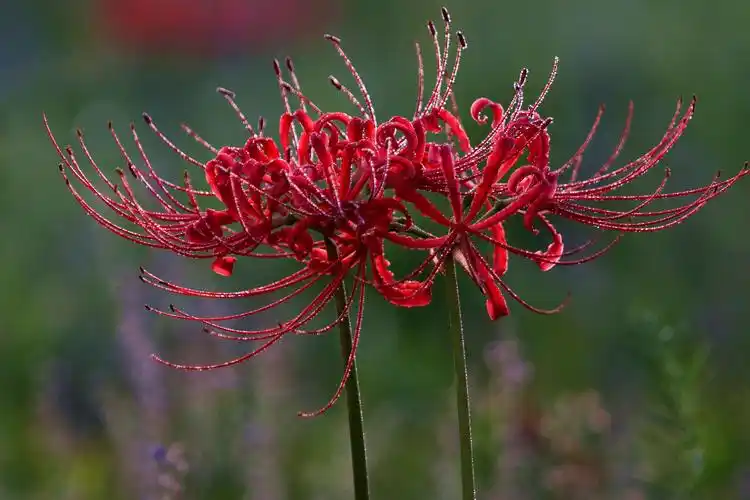 无尽的思念,绝望的爱情——彼岸花