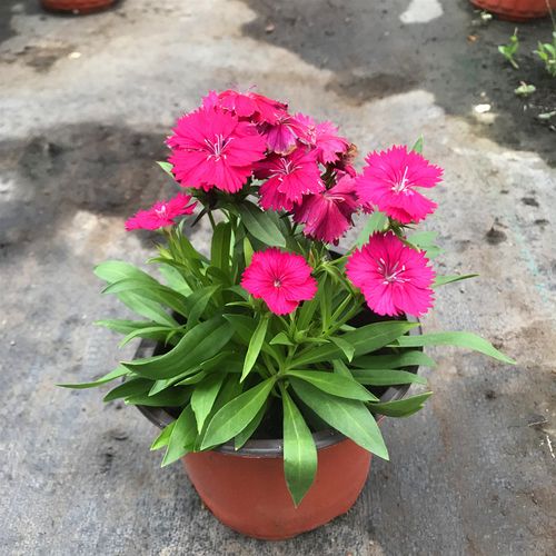 五彩石竹花盆栽室外阳台庭院植物花卉花卉