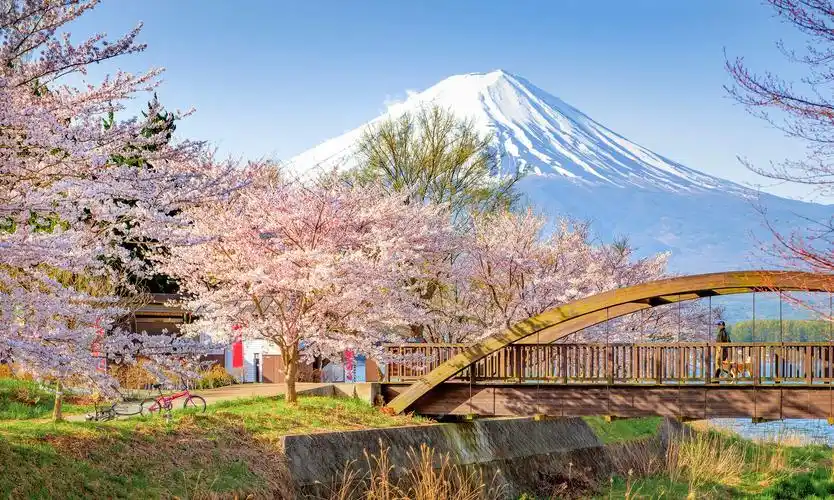 图集:分享一组好看的樱花壁纸,赶紧收藏吧!