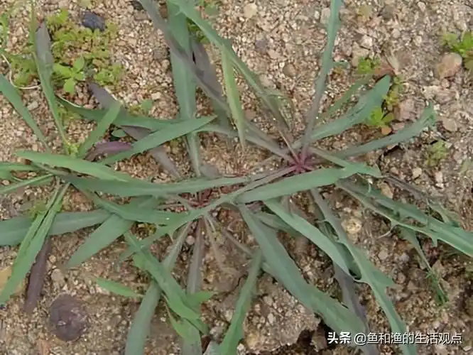 苦菜也叫苦丁菜,野生的苦菜种类有多种,都是掐断叶片会冒白浆的植物.