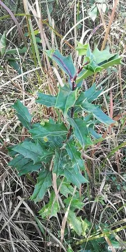 八角刺,小时候的最爱.有被它疼爱过的没有?