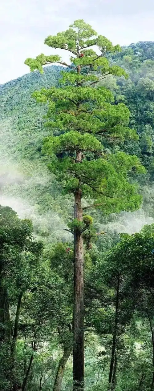 中国发现28层楼高的巨树,原来树王83.4米易主,树高的极限是?