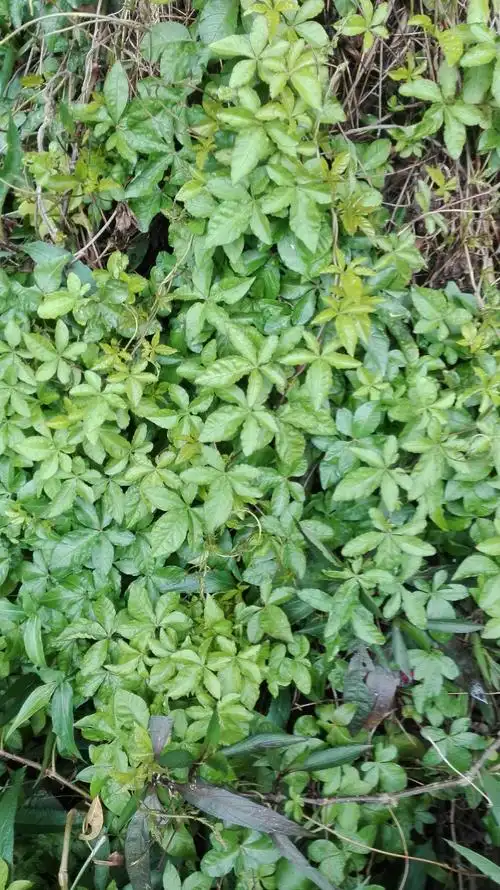 植物杀手,五爪金龙.