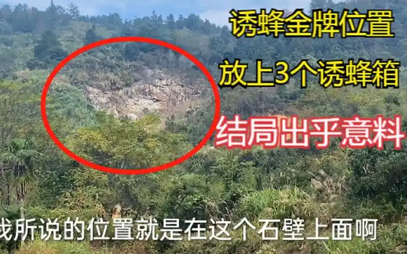 很长时间没有看的金牌诱蜂位置今天去看一下结局出乎意料