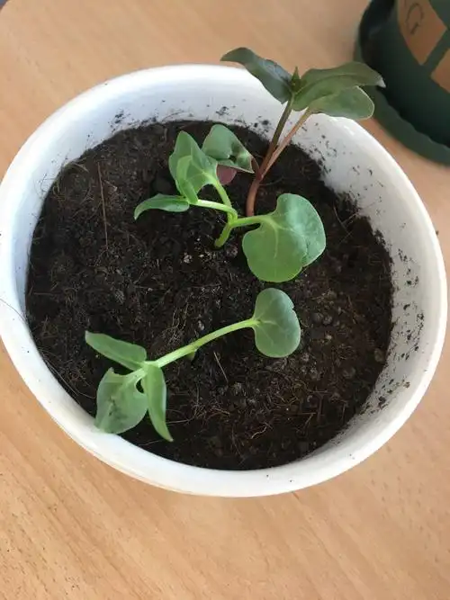 茉莉花种植,刚发芽的茉莉花叶子有点缩了,怎么办