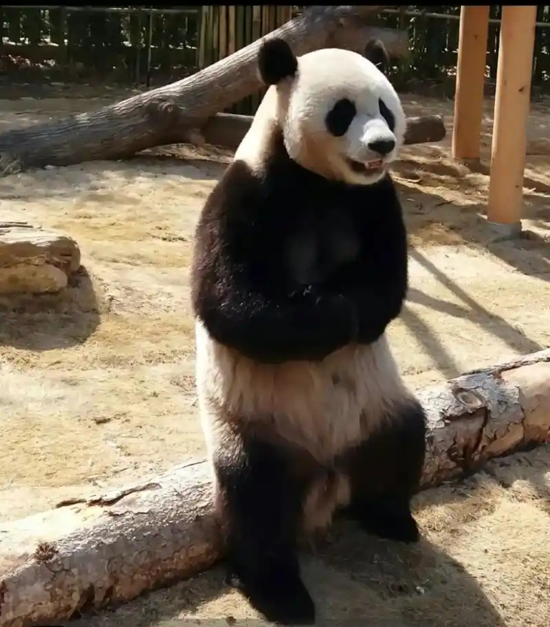 乐宝是个自律且有魅力的男熊 从小时候的好笑,到现在的好man真的好爱