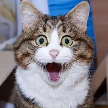 可爱搞怪猫咪头像