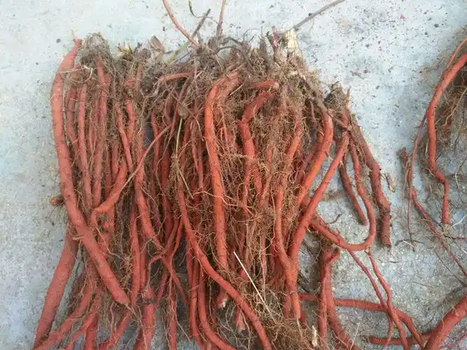 现挖新鲜野生丹参整棵中药材紫丹参血参根丹参1斤装2斤鲜丹参