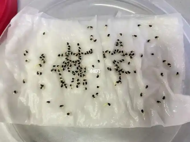 火龙果种子第三天啥时候可以入土啊04