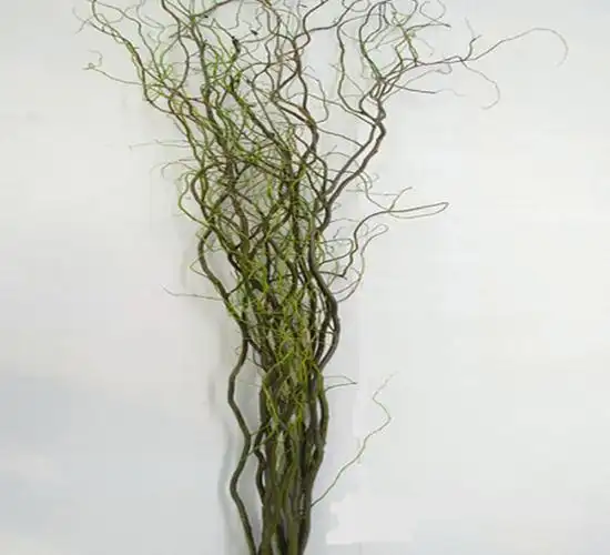 【我要花】龙柳 厦门鲜花直供 切叶配叶批发 鲜花批发