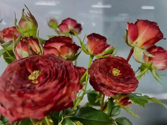 巧克力泡泡玫瑰