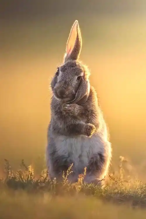 屏保限定|新年将至,福兔迎春_英国_兔子_野兔