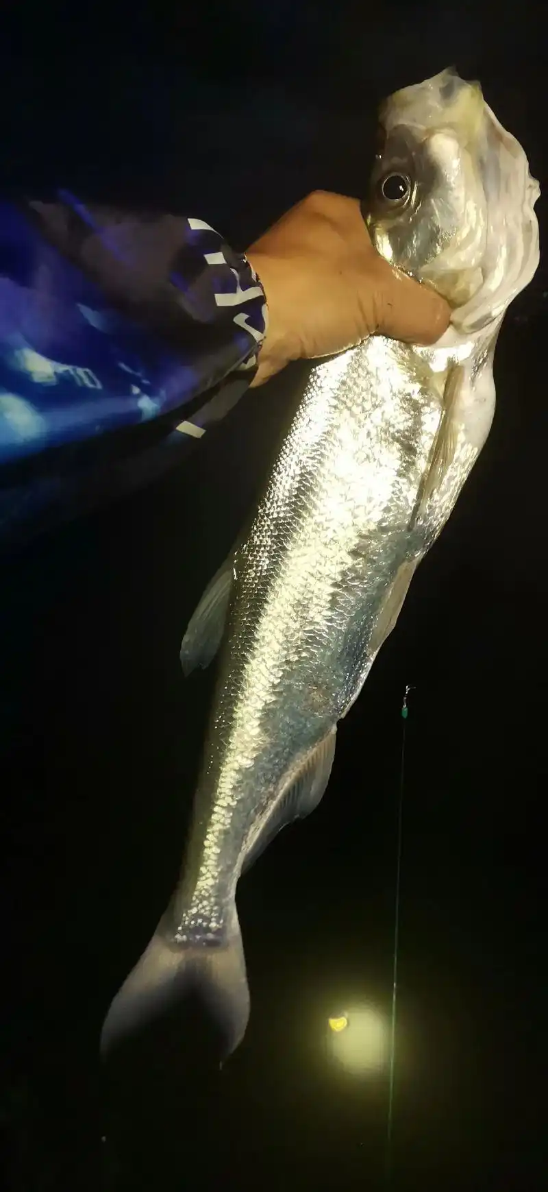 爱钓鱼的男人 #夜钓 #翘嘴 #钓鱼佬永不空军