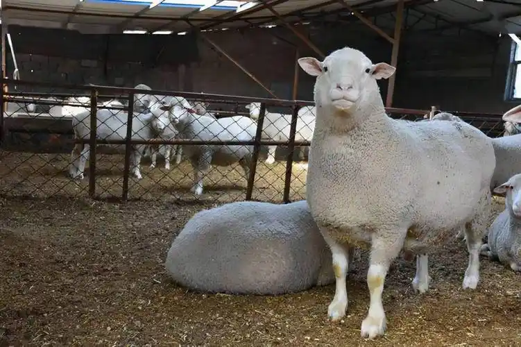 肉羊杂交最强父本——无角陶赛特羊!