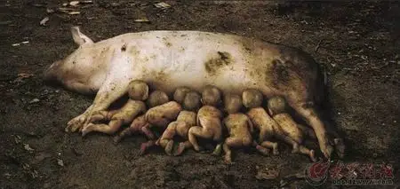 求张一头猪生八个男孩的图片